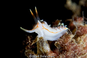Nudibranch taken by Canoon 60mm lens, ISO 125, f18, 1/200... by Iyad Suleyman 